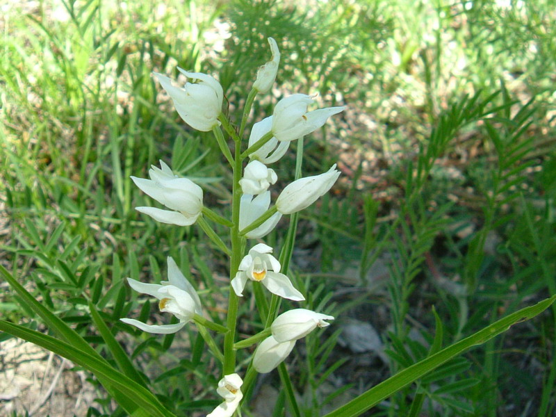 Cephalanthera longifolia